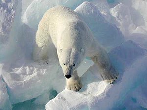 La alimentación del oso polar