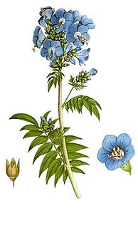 <i>Polemonium caeruleum</i> Species of plant