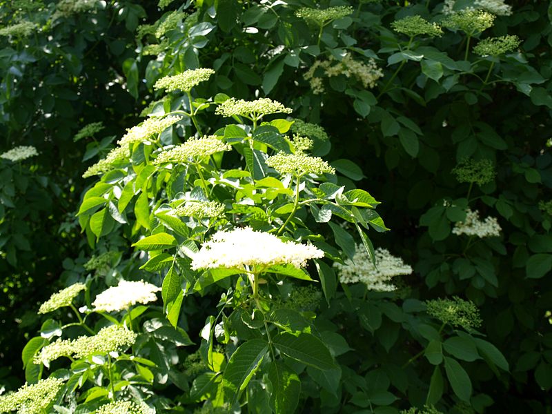 File:Poltava Botanical garden (146).jpg