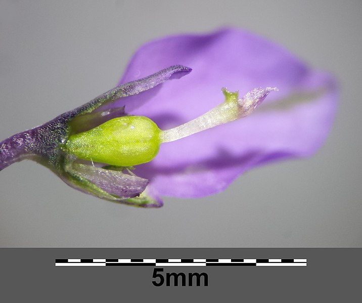 File:Polygala vulgaris subsp. vulgaris sl12.jpg