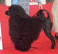 Portuguese Waterdog, black