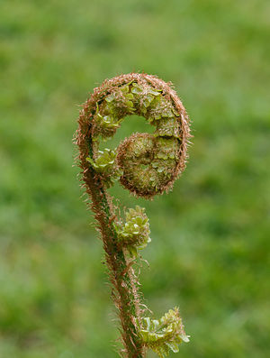 Dryopteris filix-mas #Family Dryopteridaceae