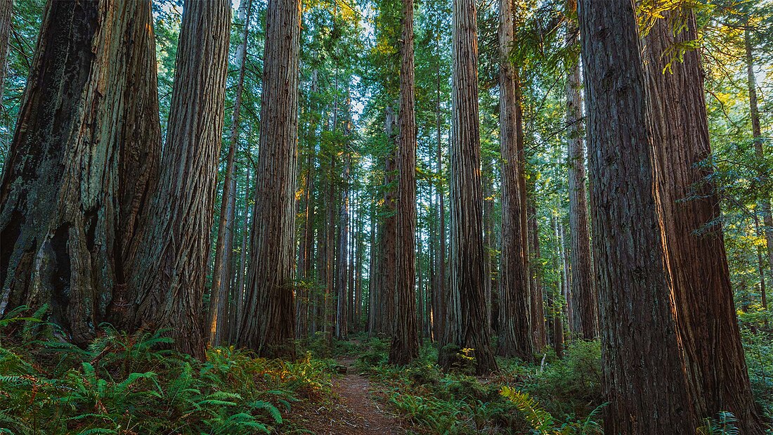 Parc d'État de Prairie Creek Redwoods