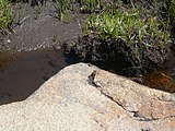 Català: Tossa Plana de Lles-Puigpedrós (Cerdanya, Alt Urgell) (Lles de Cerdanya, les Valls de Valira, Meranges i altres). Fotos preses en una excursió del refugi de Malniu als estanys de Malniu i Mal. This is a a photo of a natural area in Catalonia, Spain, with id: ES510205 Object location 42° 27′ 00″ N, 1° 42′ 00″ E  View all coordinates using: OpenStreetMap