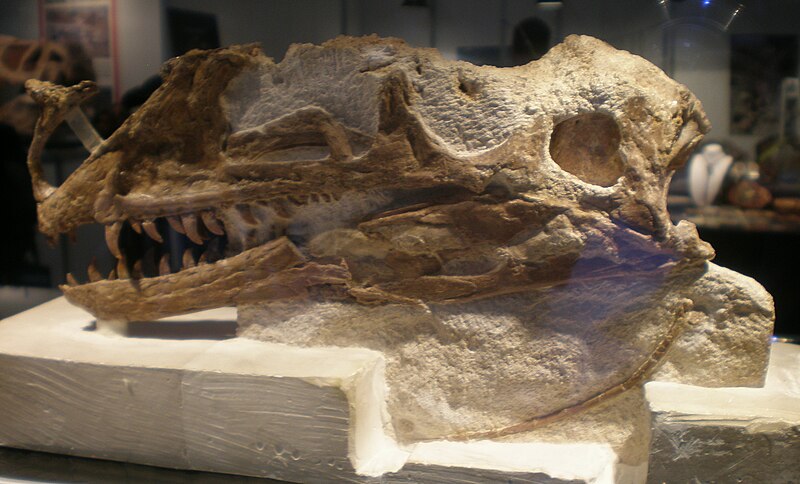 File:Proceratosaurus holotype.JPG