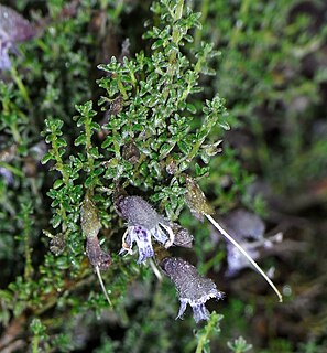<i>Prostanthera serpyllifolia</i> Species of plant