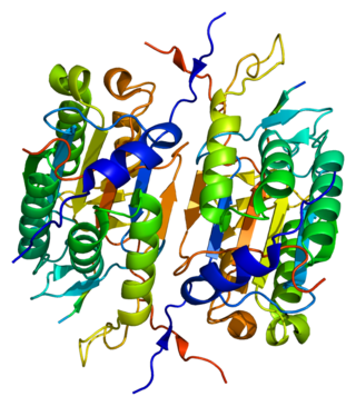 <span class="mw-page-title-main">Caspase 2</span> Enzyme found in humans