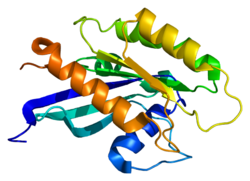 Ақуыз RAB18 PDB 1x3s.png