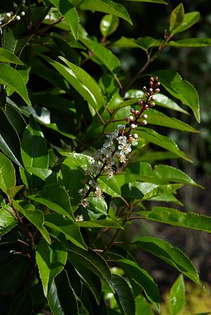 Prunus: Beschreibung und Ökologie, Verbreitung, Systematik