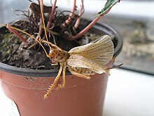 Pterapotrechus AMNZ81809 No.2.jpg