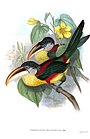 Bodrosfejű arasszári (Pteroglossus beauharnaesii)