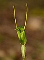 Pterostylis nana