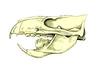 200px Ptilodus skull BW