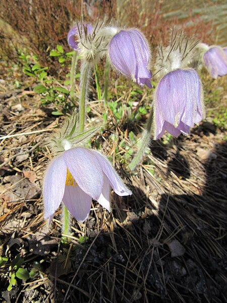 File:Pulsatilla patens x vernalis 03.JPG