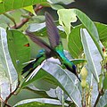 Heliothryx barroti (cat.) Male