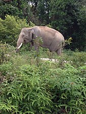 Pusat Latihan Gajah Riau 08.jpg