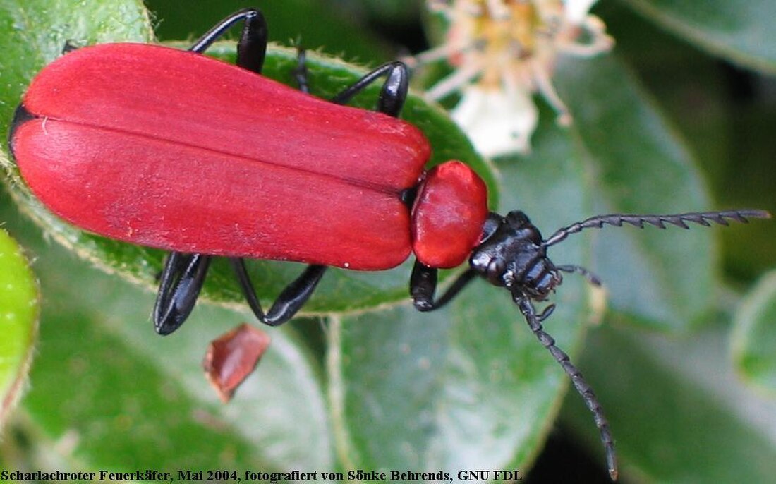 Pyrochroidae