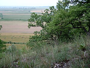 Flaumeiche: Beschreibung, Die Flaumeichen Südeuropas, Vorkommen