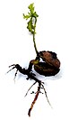 Quercus robur - sprouting acorn.jpg