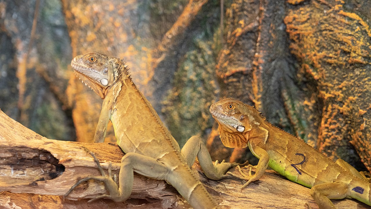 Tập tin:Rồng Nam Mỹ Đỏ - Red Iguana.jpg – Wikipedia tiếng Việt