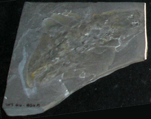 ROM-BurgessShale-LagganiaCambriaFossil.png