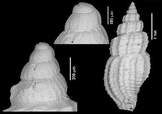 <i>Raphitoma mediodenticulata</i> Extinct species of gastropod