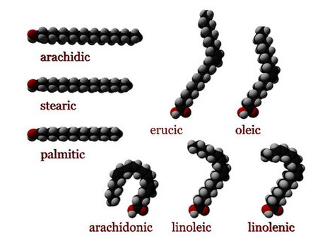 Fatty acid