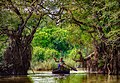 * Nomination Ratargul Swamp Forest, Bangladesh. By User:Abdulmominbd --RockyMasum 07:38, 8 December 2019 (UTC) * Promotion  Support Nice --Podzemnik 07:50, 8 December 2019 (UTC)