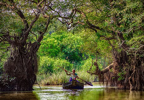 A man in a boat at Ratargul Swamp Forest, Bangladesh