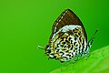 * Nomination Rathinda amor --Vengolis 02:51, 6 March 2015 (UTC) * Decline Too green. why not nominate the great image of yours Monkey Puzzle 09432.jpg (same butterfly)which is many times better? --Charlesjsharp 15:10, 9 March 2015 (UTC)