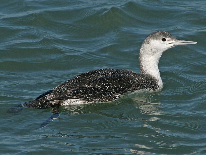 File:Red-throated Loon RWD2.jpg