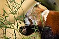 Red Panda (16525646006).jpg