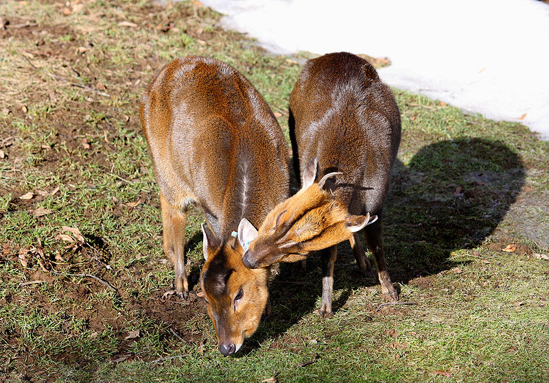 File:Reeves's Muntjacs, Prague zoo.jpg