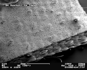 Retroreflective material in Scanning Electron Microscope, magnification 15 ×