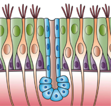 Cells of the respiratory epithelium. Basal cells shown in purple, ciliated cells shown in brown, goblet cells shown in green, and submucosal gland shown in blue. Respiratory Tract Cells.png