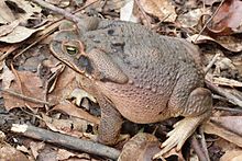 rhinella schneideri.00.jpg