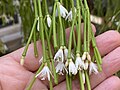 Rhipsalis clavata forma delicatula