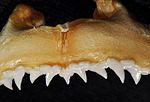 Thumbnail for File:Rhizoprionodon porosus upper teeth.jpg