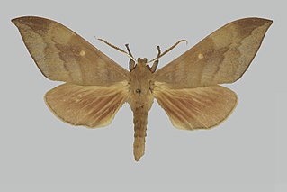 <i>Rhodambulyx davidi</i> Species of moth