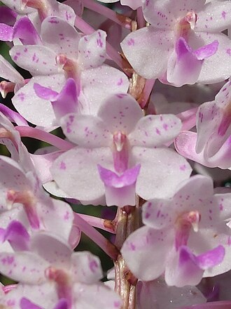 Close-up of the individual flowers forming the inflorescence of Rhynchostylis retusa Rhynchostylis retusa infloresence closeup.jpg