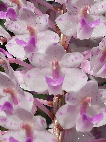 Kopou phool (Rhynchostylis retusa), a type of orchid, in bloom.