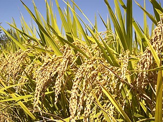 <i>Oryza sativa</i> species of plant