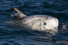 Risso's dolphin off Port San Luis, Harford Pier, at Avila Beach, California Risso's dolphin.jpg