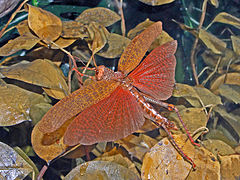 Romaleidae - Tropidacris-lajit.JPG