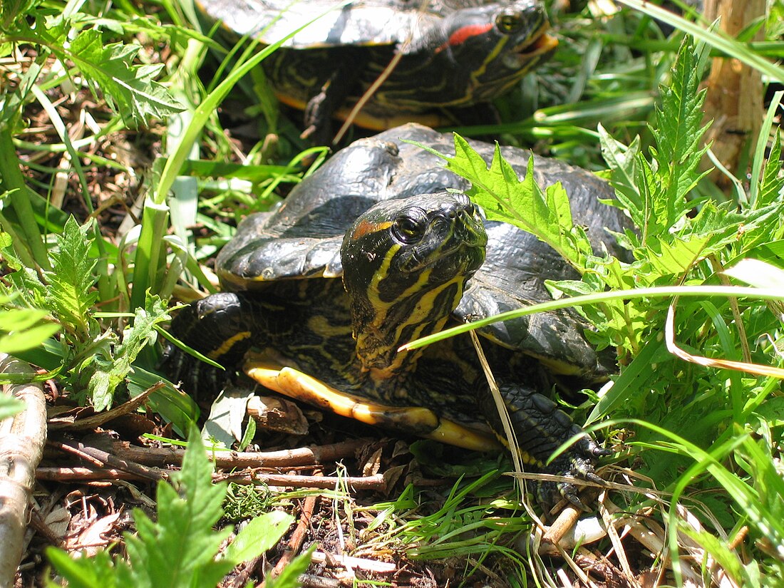 Tortue de Floride