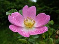 Rosa rubiginosa inflorescence (07).jpg