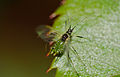 Puceron Vert Du Rosier: Description, Biologie, Dégâts