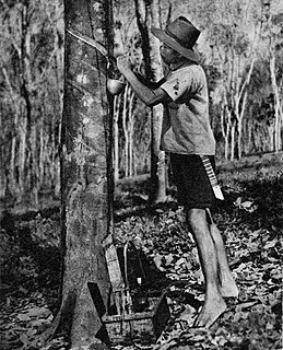 <span class="mw-page-title-main">Rubber tapping</span> Process by which latex is collected from a rubber tree