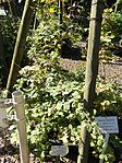 Rubus amphimalacus - Botanischer Garten, Frankfurt am Main - DSC02440.JPG