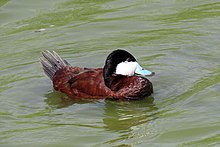 Ruddy duck (male)